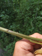 Hesperis pycnotricha