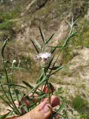 Centaurea pineticola