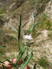 Centaurea pineticola
