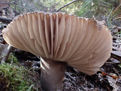 Lactifluus sepiaceus