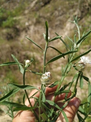 Centaurea pineticola