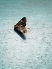 Melipotis famelica