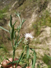 Centaurea pineticola
