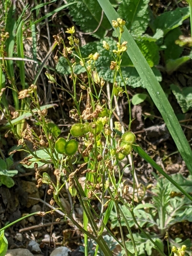 dvojštítok hladkoplodý (Biscutella laevigata)