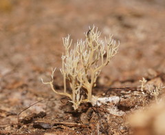 Phaeoclavulina ochracea
