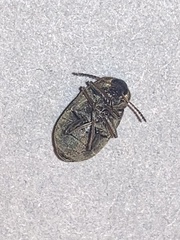 Mycterus curculioides