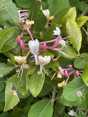 Lonicera × americana