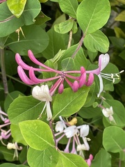 Lonicera × americana