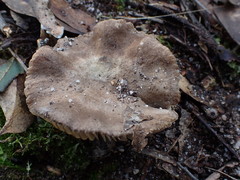 Lactifluus sepiaceus