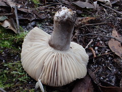 Lactifluus sepiaceus