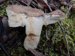 Lactifluus sepiaceus