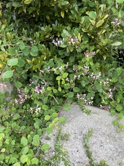 Lonicera × americana