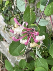 Lonicera × americana