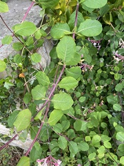 Lonicera × americana