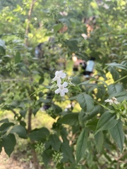Zabelia mosanensis