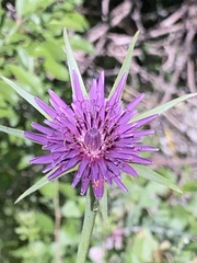 Tragopogon eriospermus