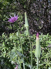 Tragopogon eriospermus