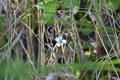 Viola macloskeyi