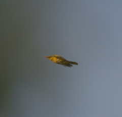 Oriolus chinensis