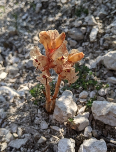 záraza dúšková (Orobanche alba)