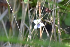 Viola macloskeyi