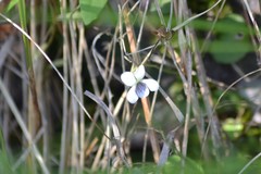 Viola macloskeyi