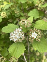 Physocarpus amurensis