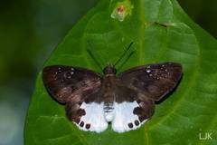 Tagiades calligana