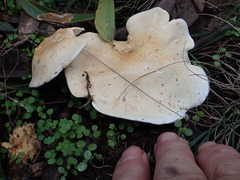 Leucopaxillus cerealis