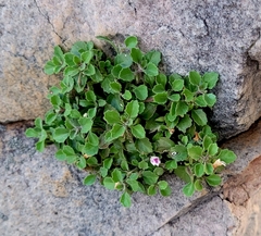 Stemodiopsis kamundii