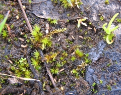 Isotomurus palustris