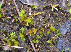 Isotomurus palustris