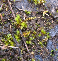 Isotomurus palustris