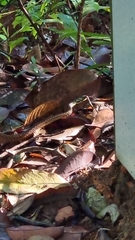 Xenochrophis maculatus