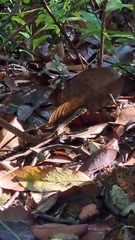 Xenochrophis maculatus
