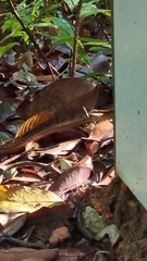 Xenochrophis maculatus