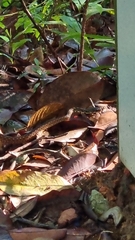 Xenochrophis maculatus