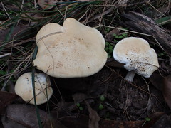 Leucopaxillus cerealis