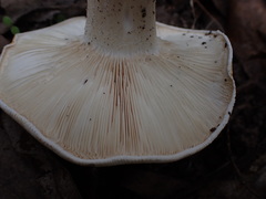 Leucopaxillus cerealis