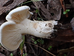 Leucopaxillus cerealis