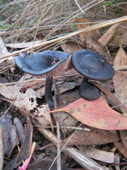 Entoloma moongum