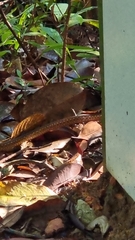 Xenochrophis maculatus