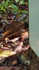Xenochrophis maculatus