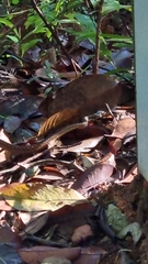 Xenochrophis maculatus