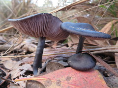 Entoloma moongum
