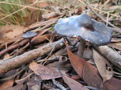 Entoloma moongum