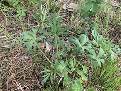 Ranunculus polyanthemos