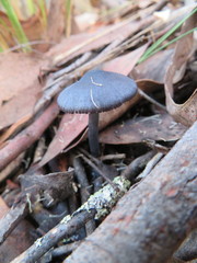 Entoloma moongum