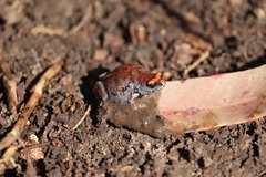 Pseudophryne australis