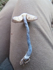 Entoloma moongum